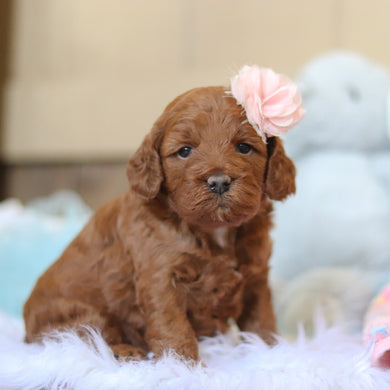 Taryn - Available 2/26