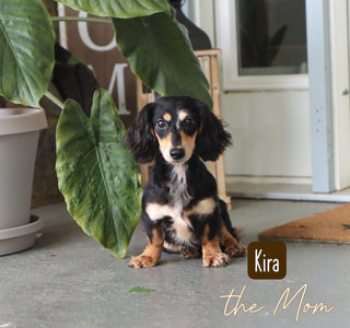 Street - Available 1/14