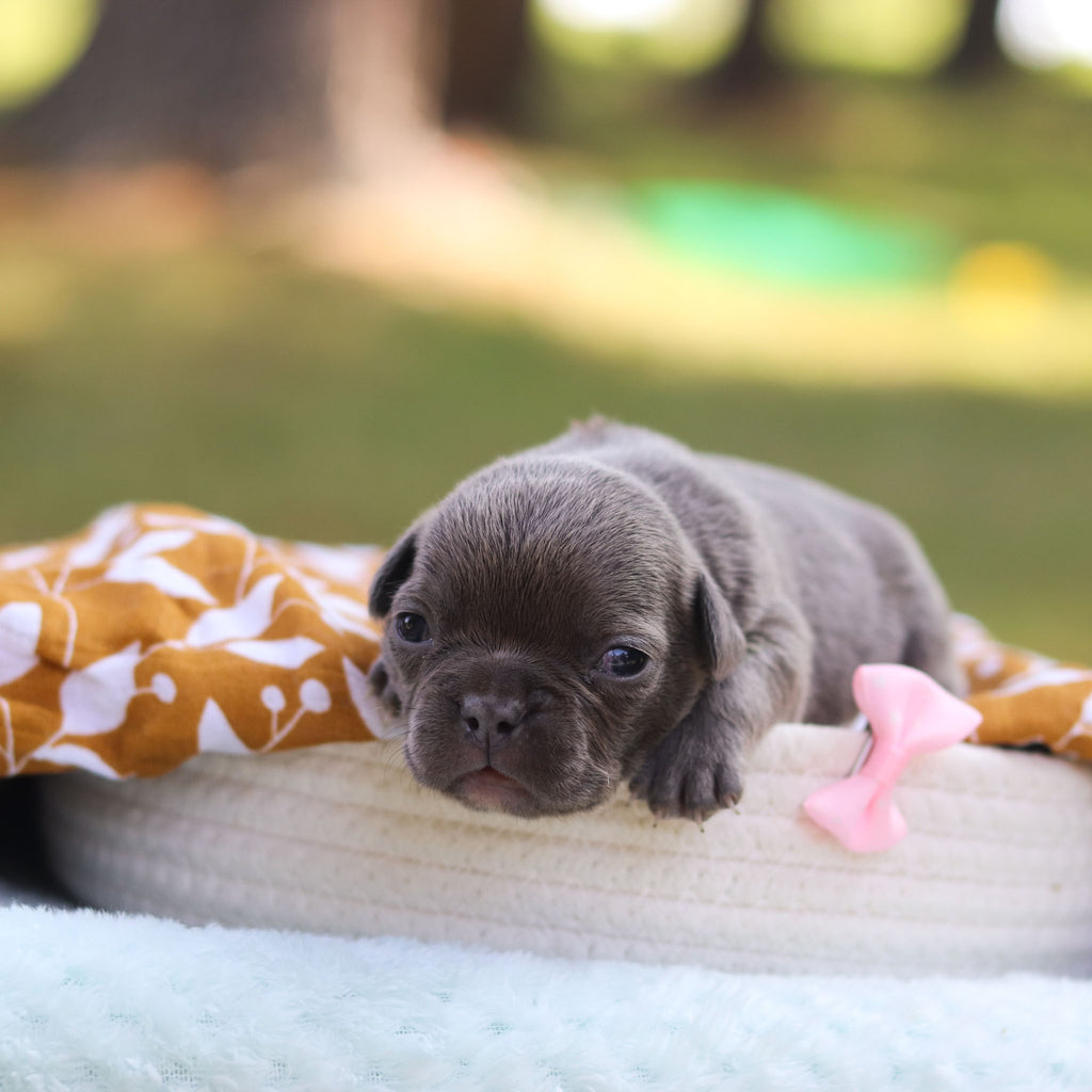 Tiney