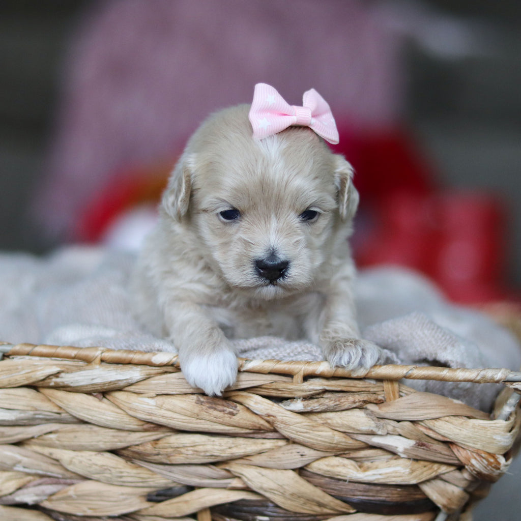 Giselle - Available 3/19