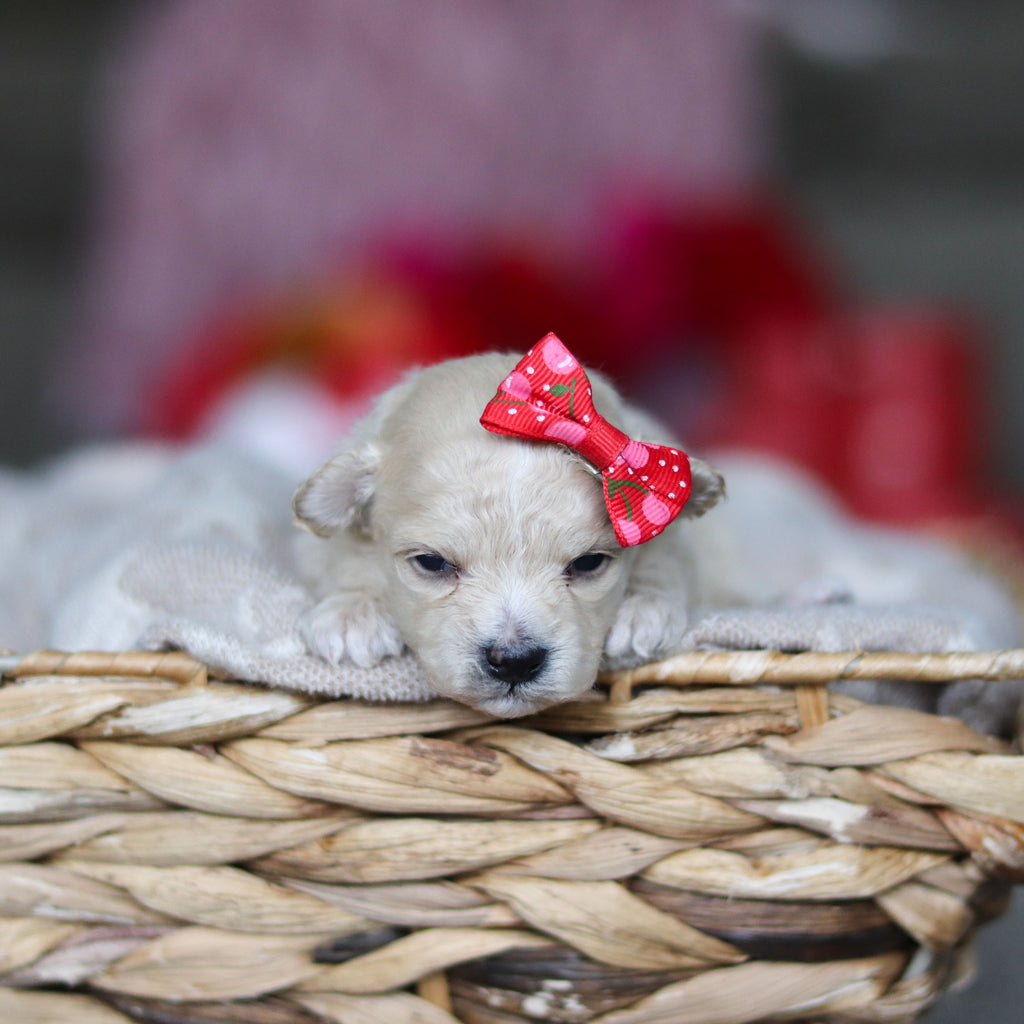 Gianna - Available 3/19