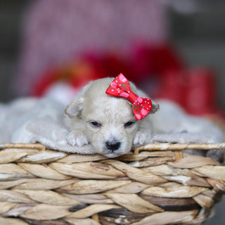 Gianna - Available 3/19