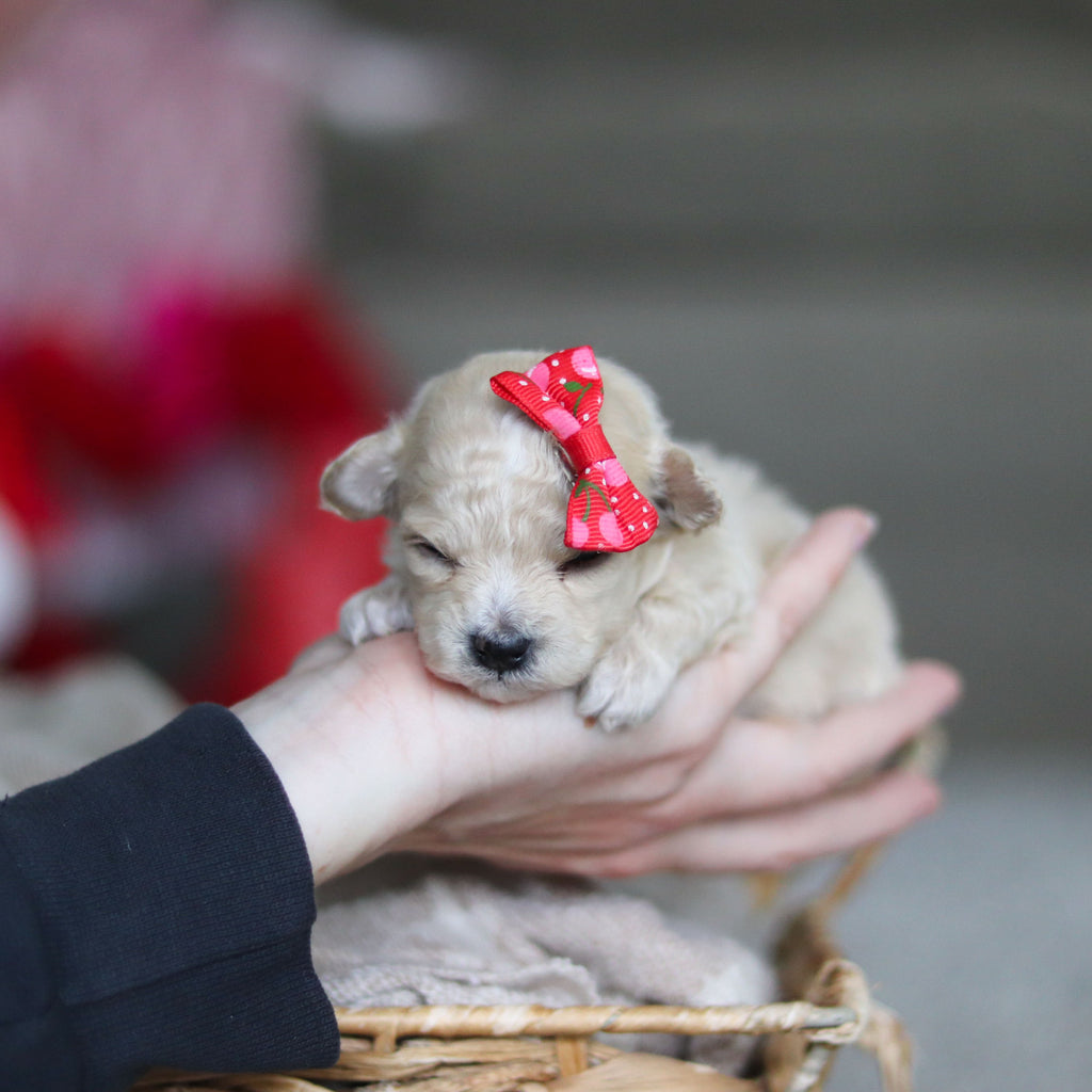 Gianna - Available 3/19