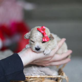 Gianna - Available 3/19