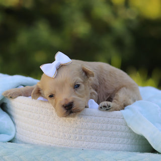 Tessie