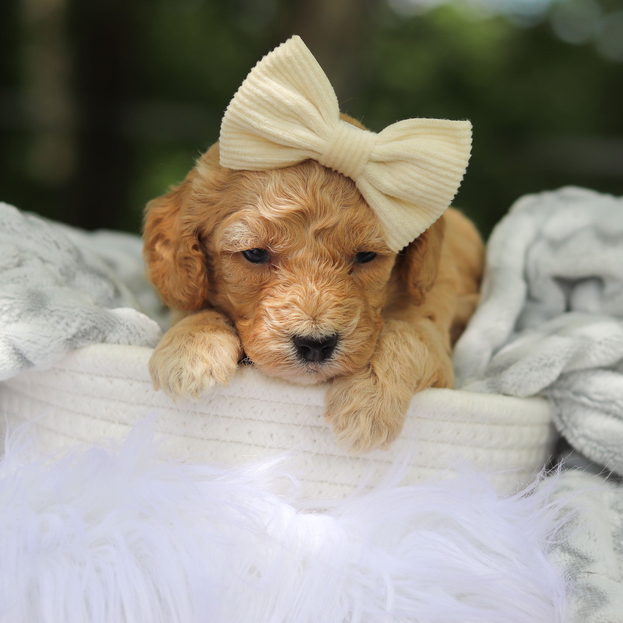 Why choose Happytail Puppies