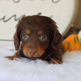 Macy - Available Now