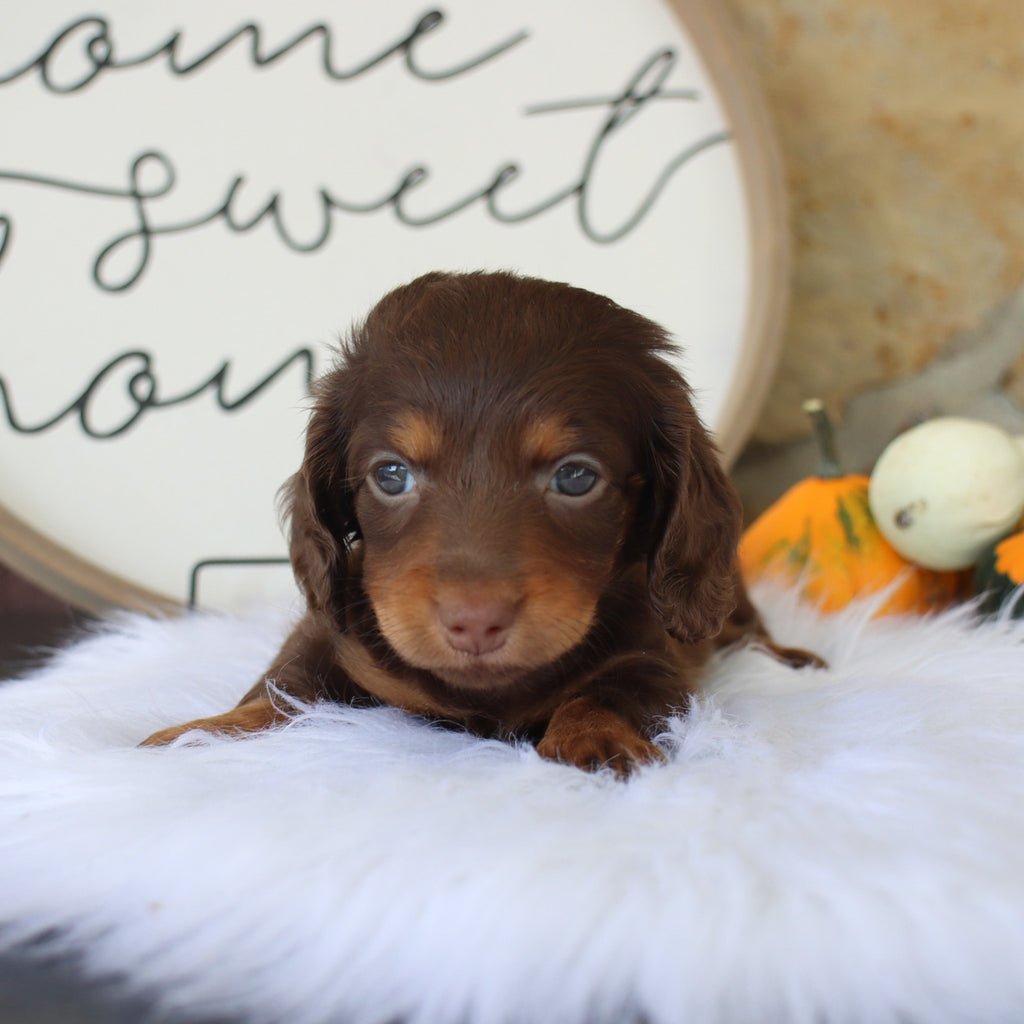 Macy - Available Now