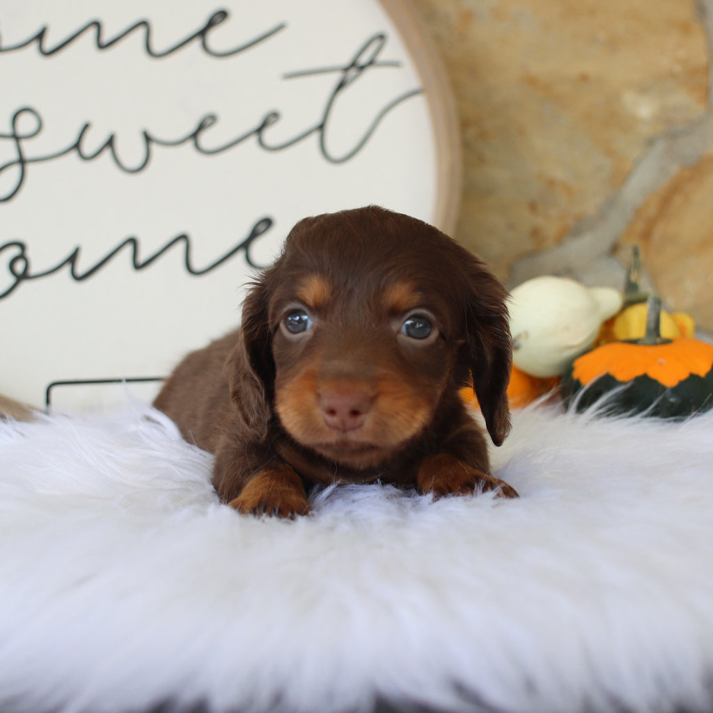 Macy - Available Now