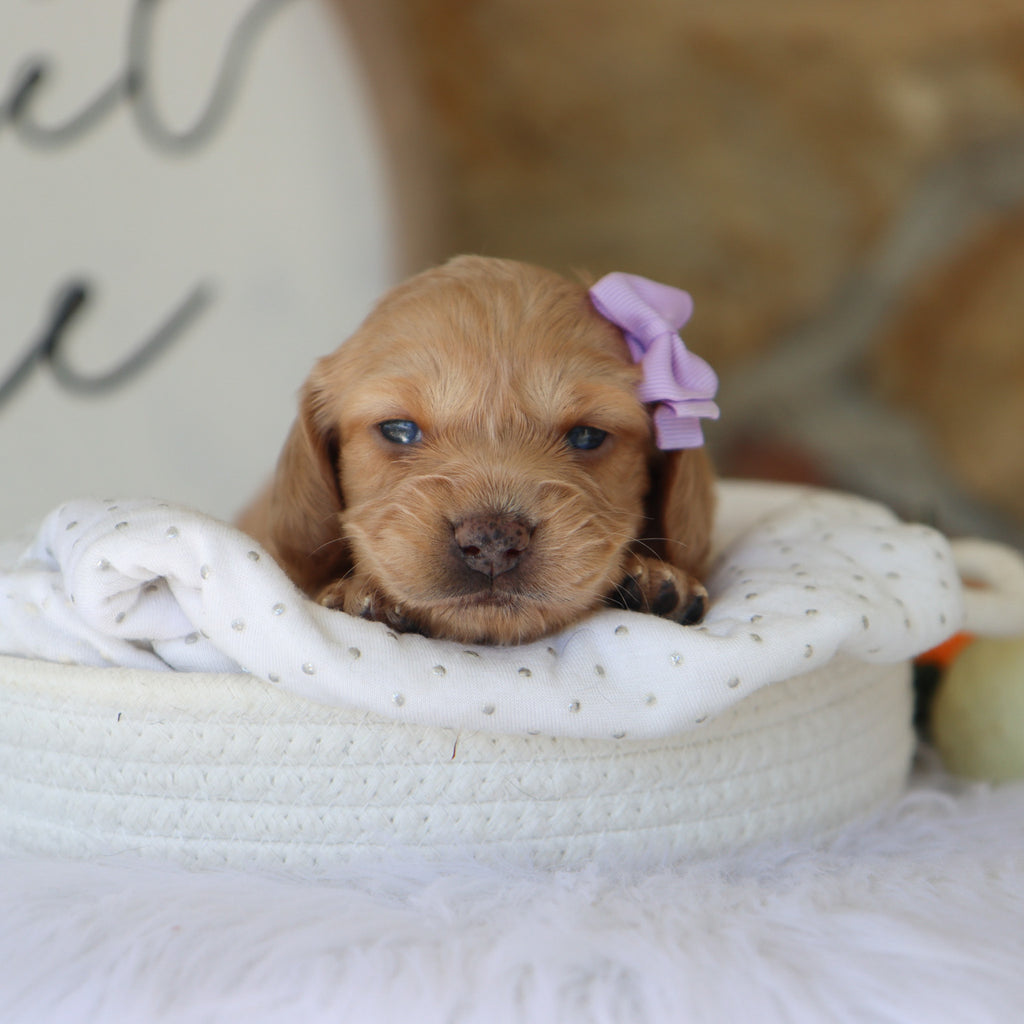 Carmel - Available 11/19