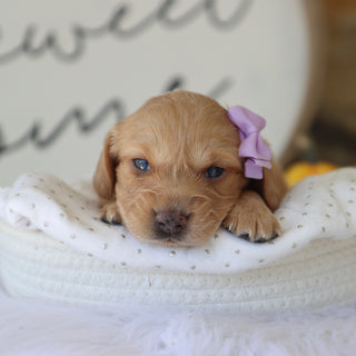 Carmel - Available 11/19