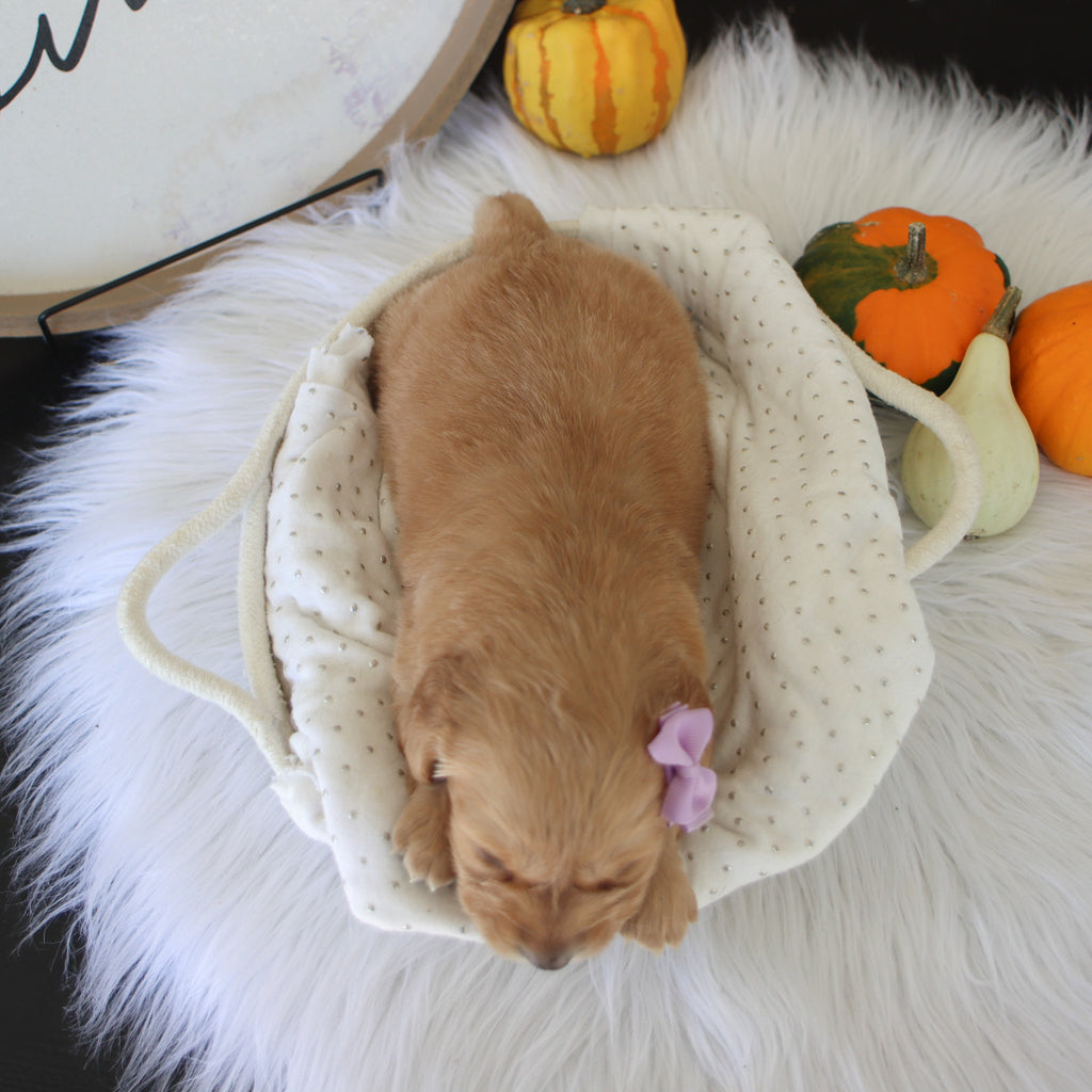 Carmel - Available 11/19