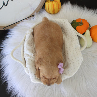 Carmel - Available 11/19