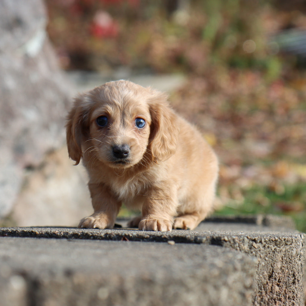 Carmel - Available 11/19