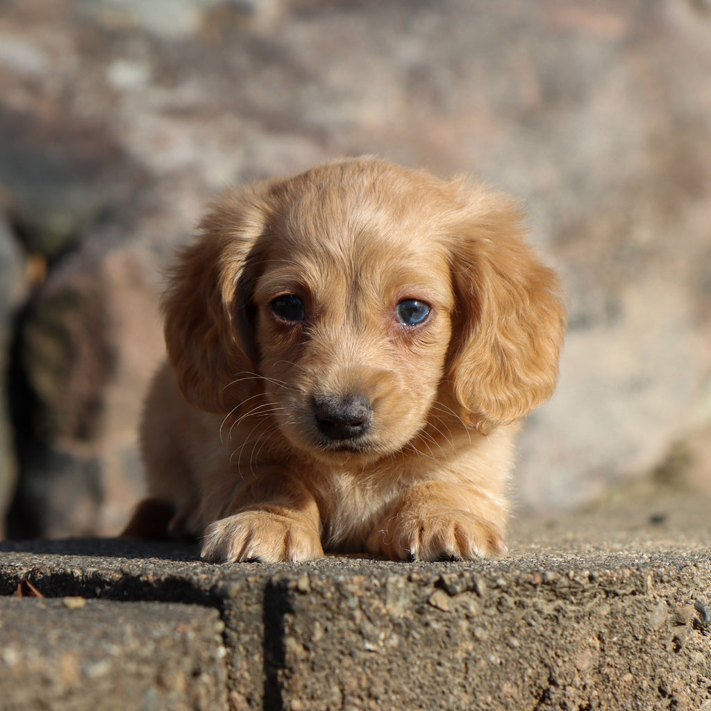 Carmel - Available 11/19