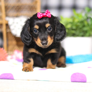 Odessa - Available 3/5