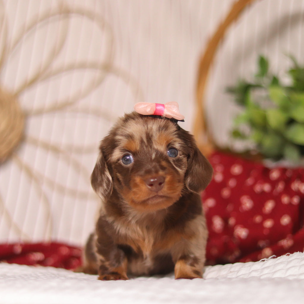 Cocoa - Available 4/23