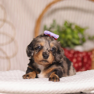 Bunny - Available 4/23