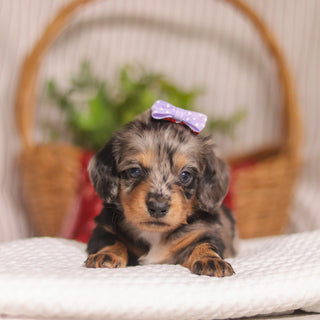 Bunny - Available 4/23