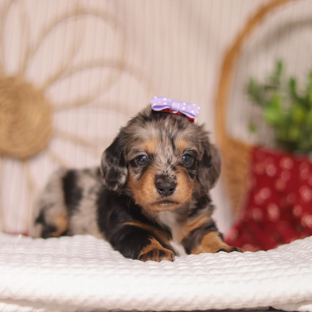 Bunny - Available 4/23