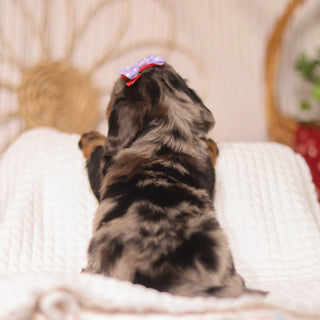 Bunny - Available 4/23