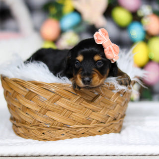 Amelia - Available 5/7