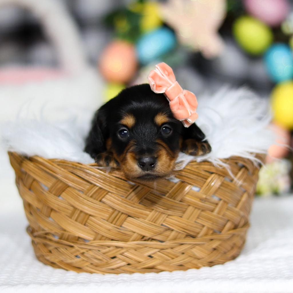 Amelia - Available 5/7