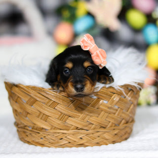 Amelia - Available 5/7