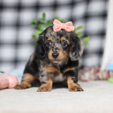 Annie - Available 5/7