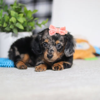 Annie - Available 5/7