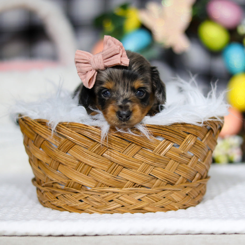 Annie - Available 5/7