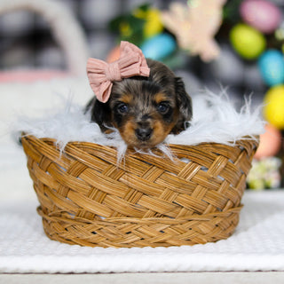 Annie - Available 5/7