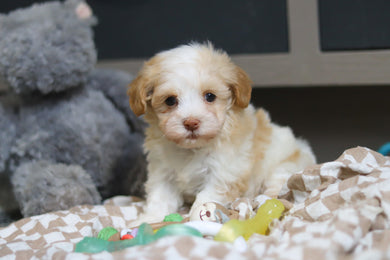 Ellie - Available 3/12