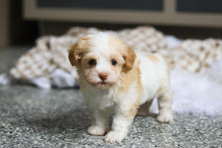 Ellie - Available 3/12