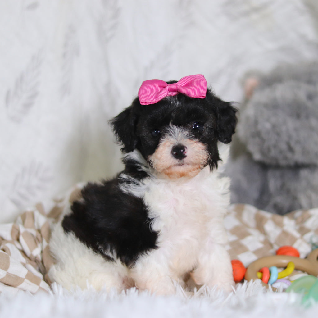 Rosalind - Available 3/12