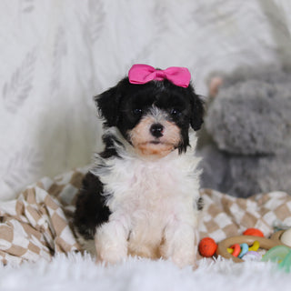 Rosalind - Available 3/12