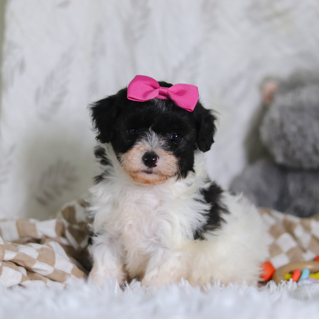 Rosalind - Available 3/12