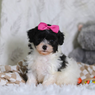 Rosalind - Available 3/12