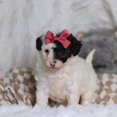 Chanel - Available 3/12