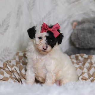 Chanel - Available 3/12