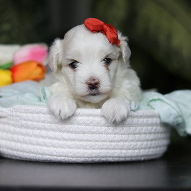 Honey - Available 5/14