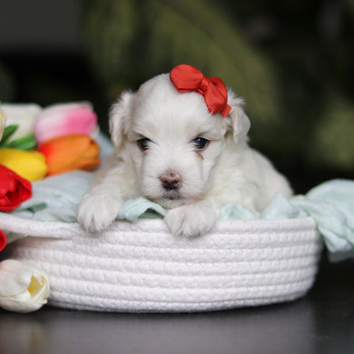 Honey - Available 5/14