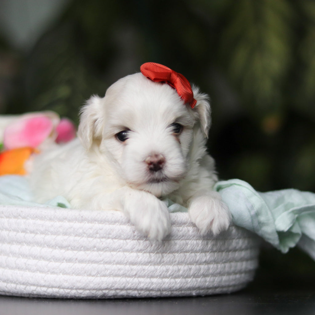 Honey - Available 5/14
