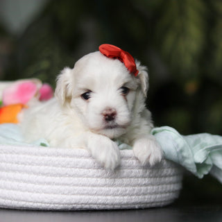 Honey - Available 5/14
