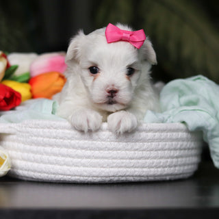 Heidi - Available 5/14