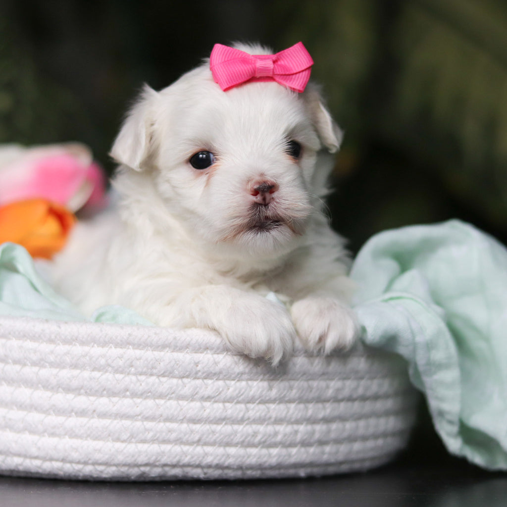 Heidi - Available 5/14