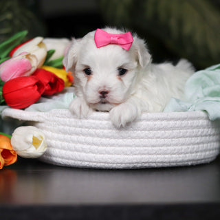 Heidi - Available 5/14