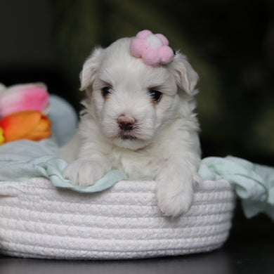 Hollis - Available 5/14