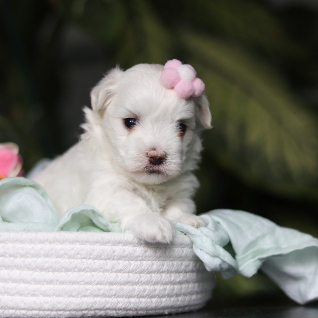 Hollis - Available 5/14