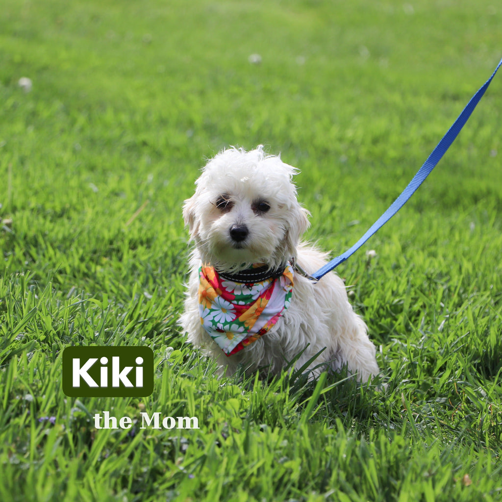 Hal - Available 12/31